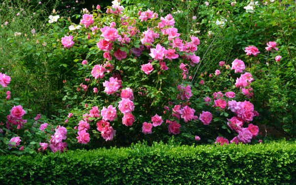 Nature Rose Bush Flowers Flower Bush Rose Green Pink Flower HD Wallpaper | Background Image