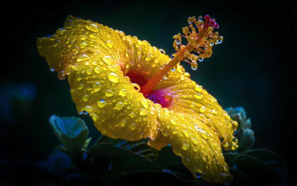 Close-up HD desktop wallpaper of a vibrant yellow hibiscus flower adorned with glistening water drops against a dark, blurred natural background.