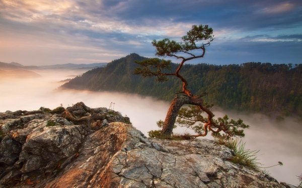 Earth Tree Trees Mountain Fog Forest Lonely Tree Twisted Tree HD Wallpaper | Background Image