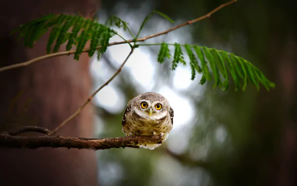 A little owl perched on a branch under green leaves, captured in sharp detail as an HD PC desktop wallpaper background.