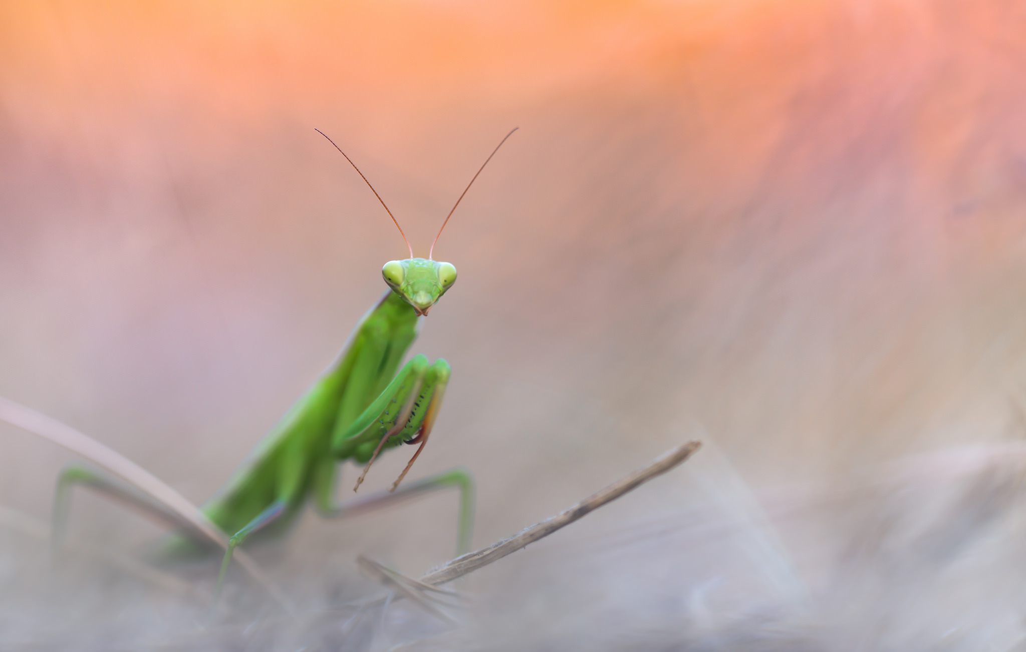 Download Macro Insect Animal Praying Mantis HD Wallpaper