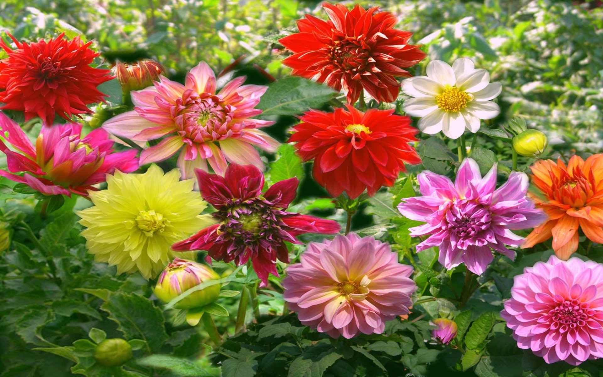 Download Pink Flower White Flower Yellow Flower Red Flower Close-up Colorful Colors Flower Nature Dahlia HD Wallpaper