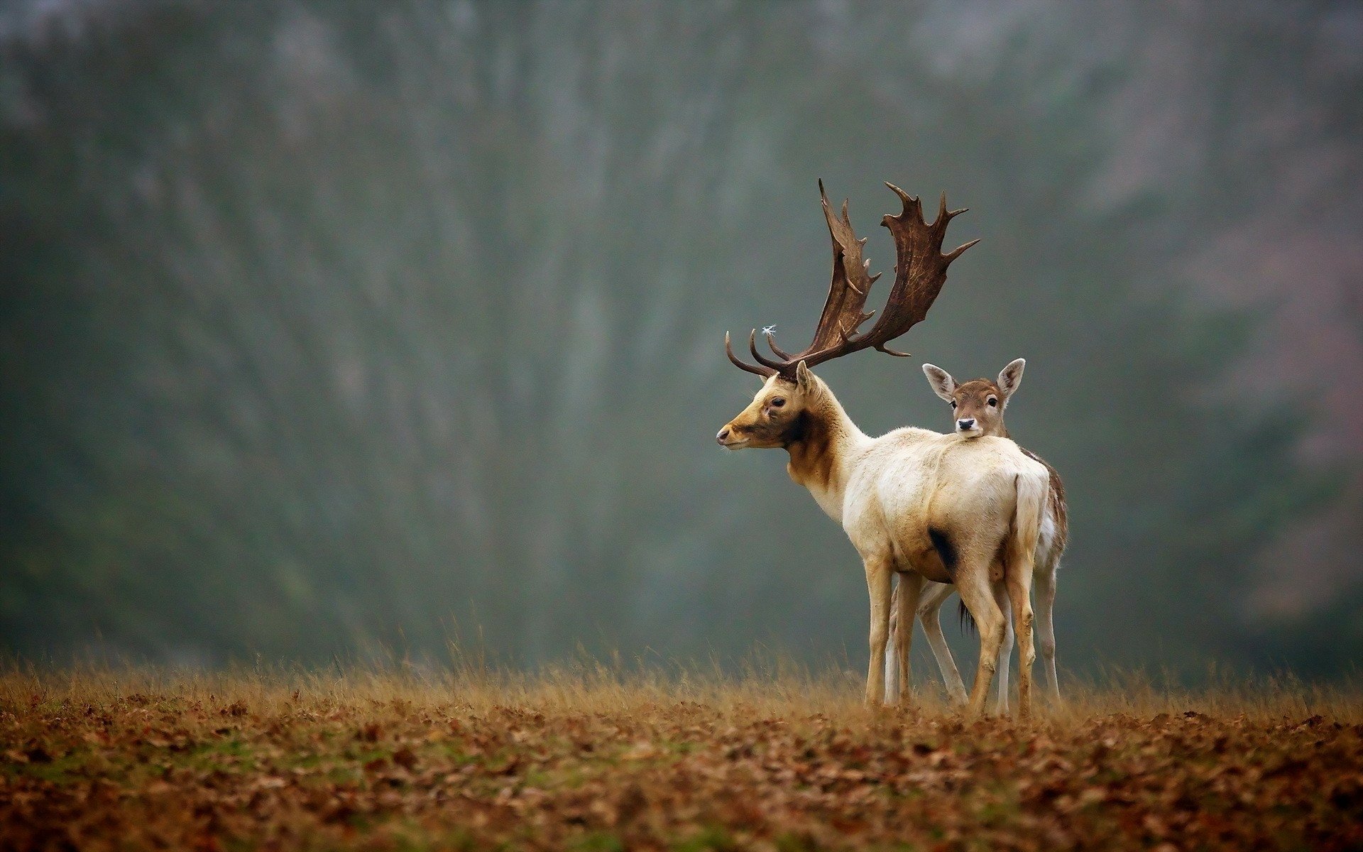 HD desktop wallpaper featuring a buck and a fawn standing closely together in a serene natural setting, symbolizing love and the beauty of deer in the wild.