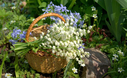  Lilies of the Valley in Basket