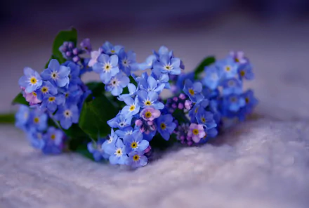 Close-up HD desktop wallpaper of delicate blue Myosotis (forget-me-not) flowers with green leaves against a soft, blurred background in nature.