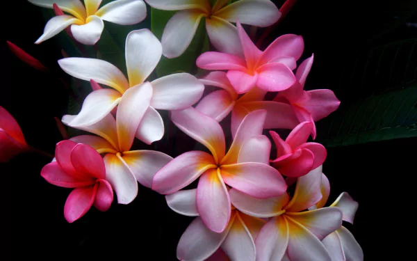 Close-up of vibrant white and pink plumeria (frangipani) flowers against a dark background, captured in HD for a stunning PC desktop wallpaper.
