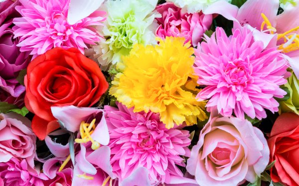 Nature Flower Flowers Dahlia Rose Colors Colorful Purple Flower Red Flower Yellow Flower HD Wallpaper | Background Image