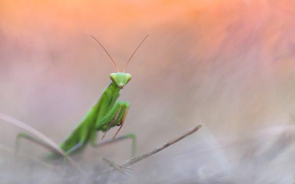 Animal Praying Mantis Insects Insect Macro HD Wallpaper | Background Image