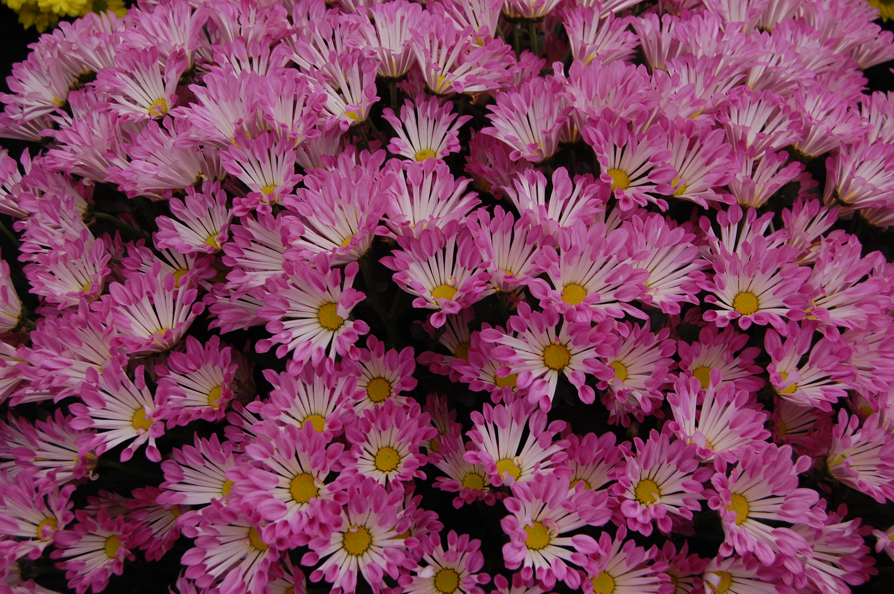 Earth Chrysanthemum HD Wallpaper | Background Image