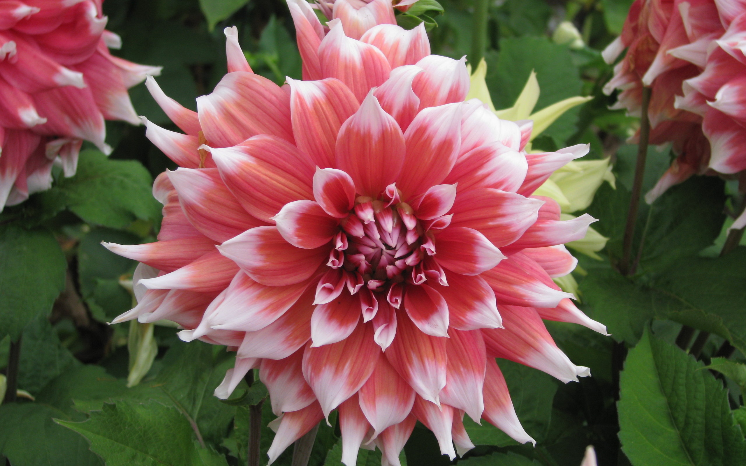 Pink Dahlia