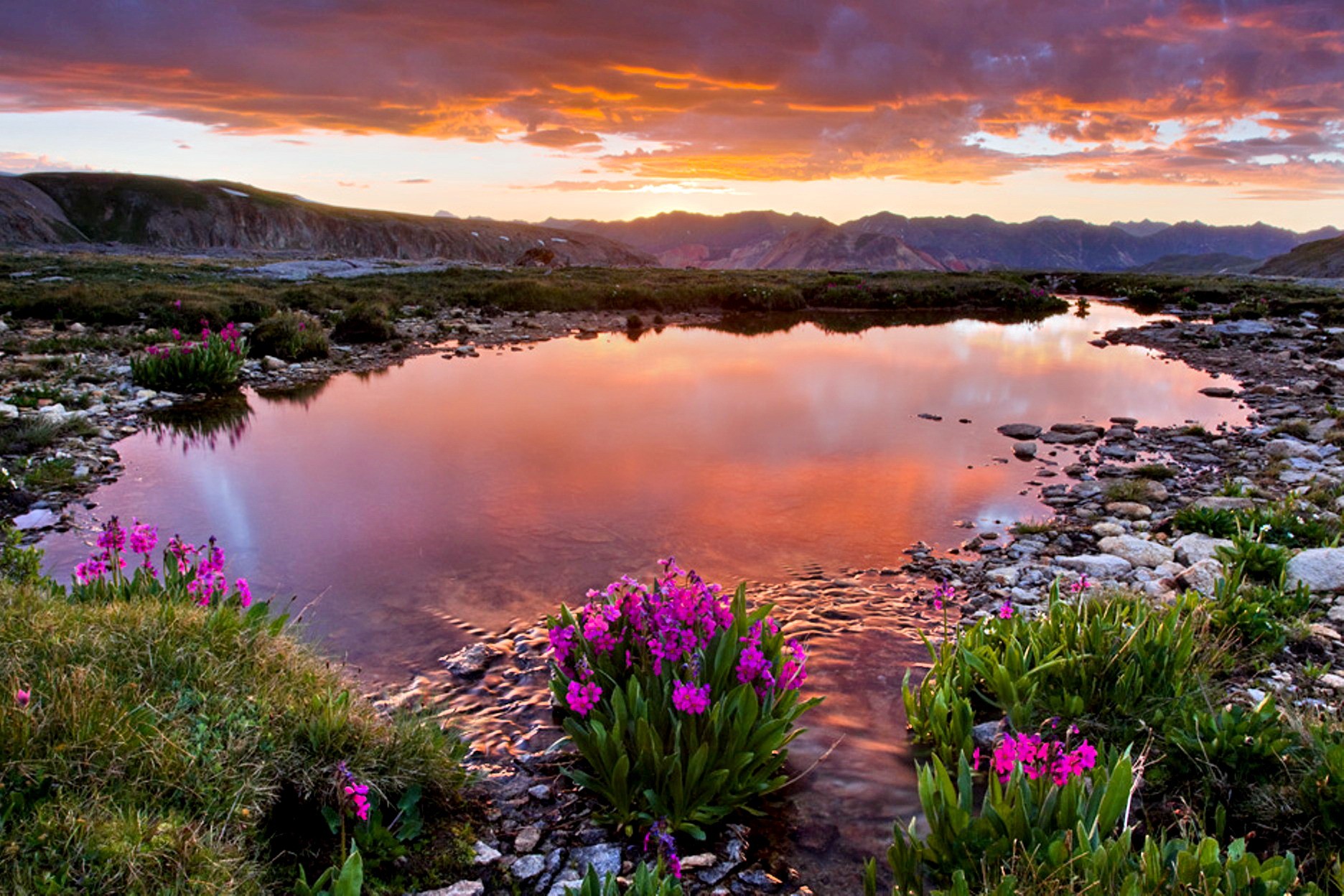 Wildflowers at Mountain Lake by Chris Kayler