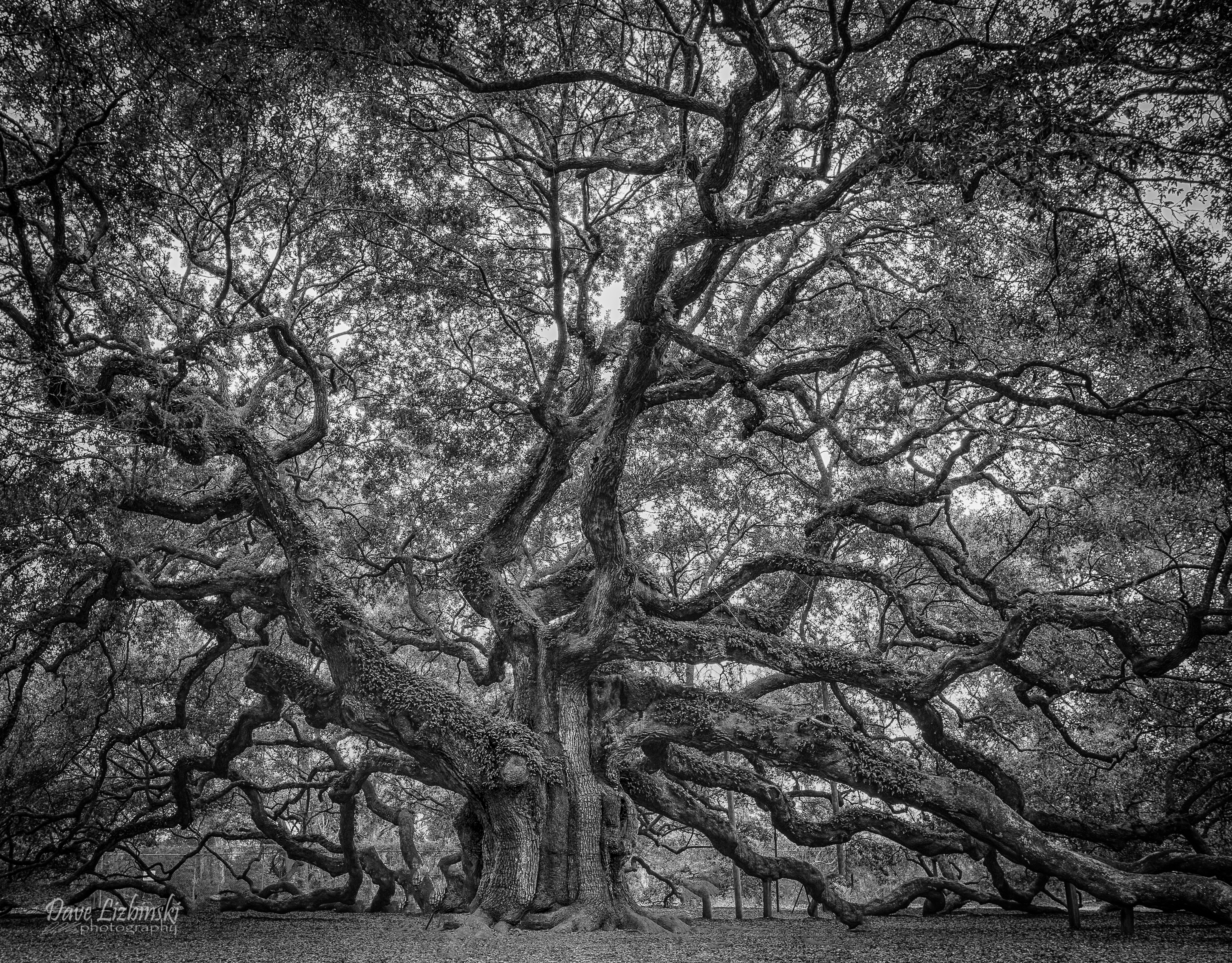 Nature Angel Oak Tree HD Wallpaper | Background Image