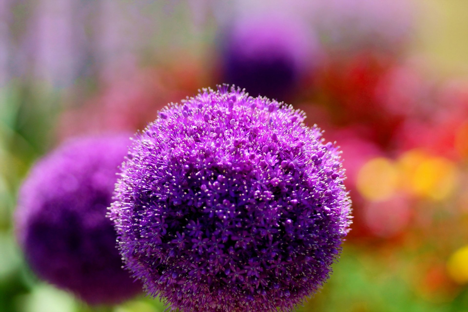 Download Pink Flower Blur Macro Nature Flower Allium HD Wallpaper