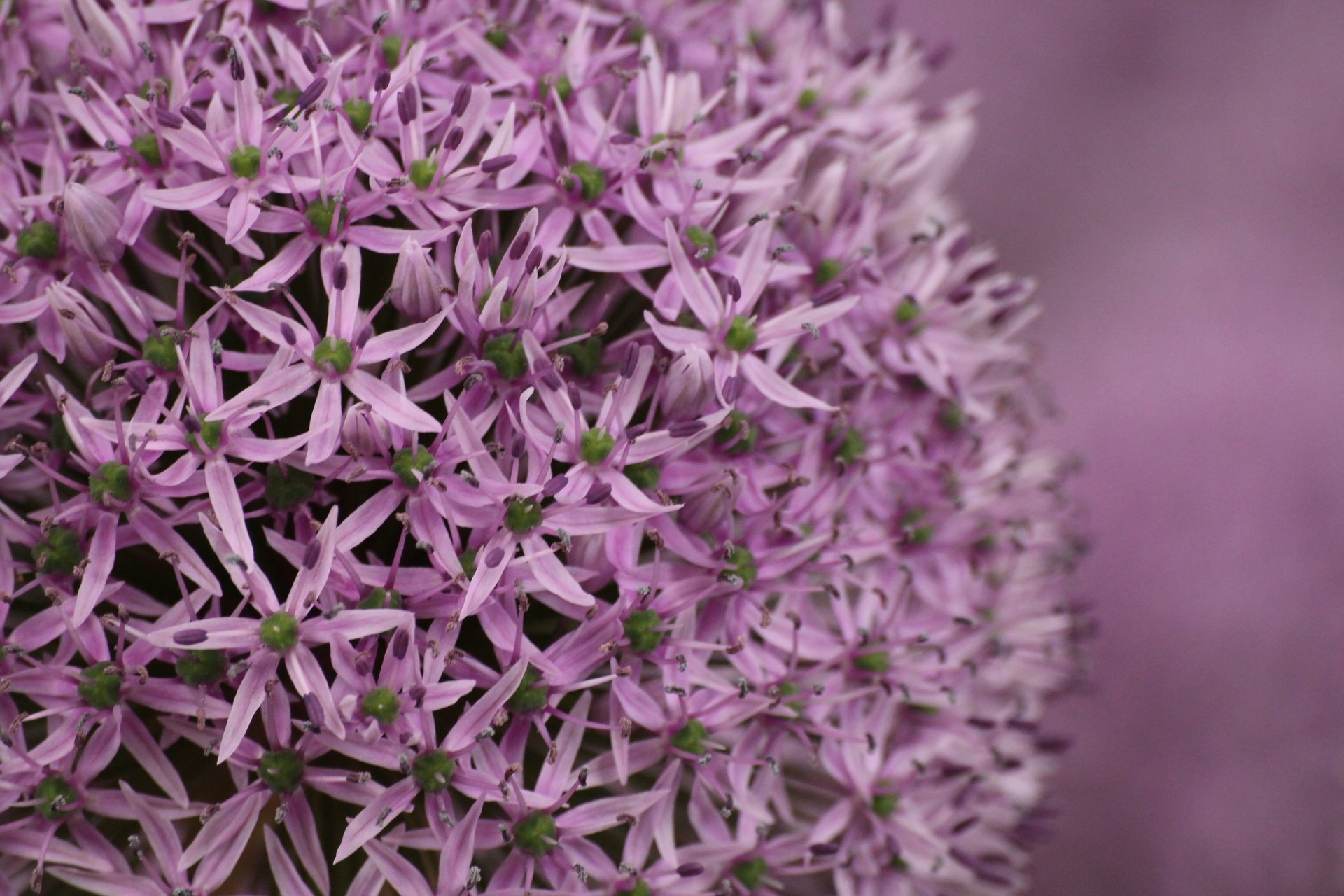 Download Blur Macro Pink Flower Nature Flower Allium 4k Ultra HD Wallpaper