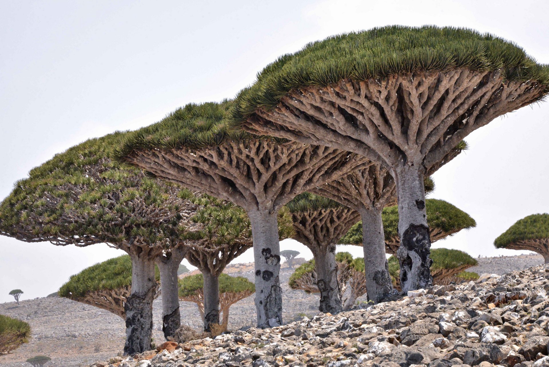 HD desktop wallpaper of unique Dracaena trees with thick stone-like trunks growing in a desert landscape under a clear sky.