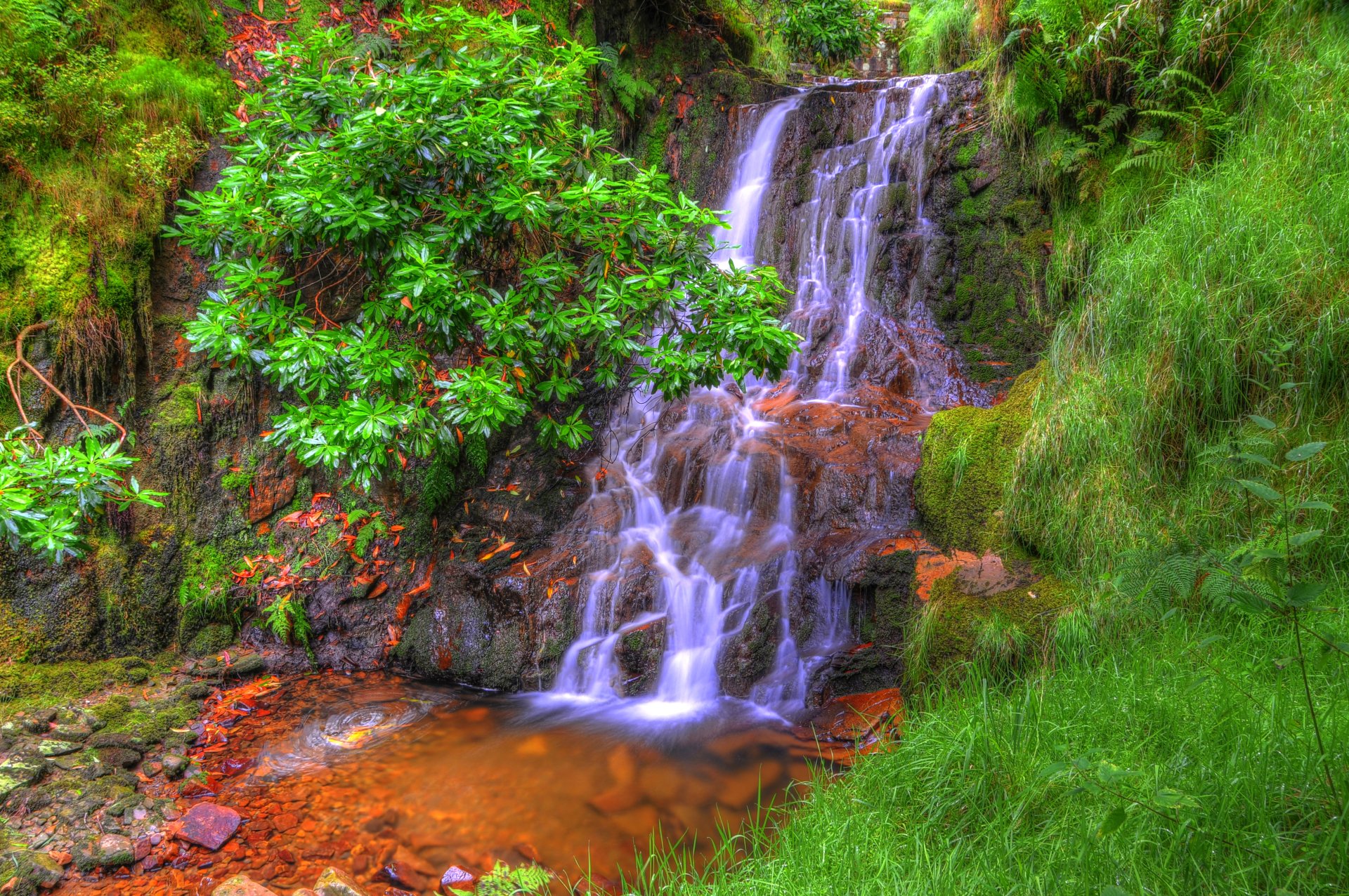 Download Tree Green Waterfall Forest Photography HDR 4k Ultra HD Wallpaper