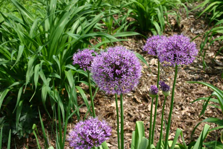 pink flower nature flower allium HD Desktop Wallpaper | Background Image