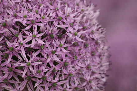 blur macro pink flower nature flower allium HD Desktop Wallpaper | Background Image