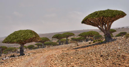 HD PC desktop wallpaper: desert nature scene of umbrella-shaped Dracaena trees (dragon blood) scattered across a rocky, sunlit plain under a pale sky.