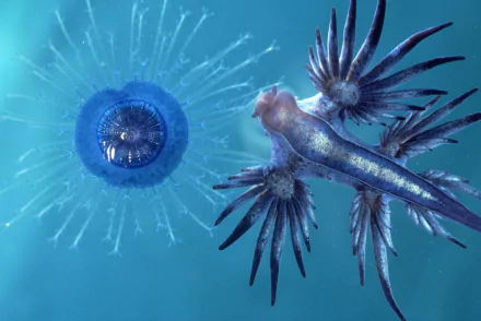 HD PC desktop wallpaper/background showing a blue Glaucus atlanticus nudibranch sea slug (animal) drifting beside a translucent jelly-like marine organism.