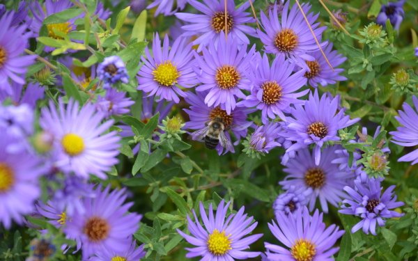Earth Daisy Flowers Nature Flower Purple Flower Bee HD Wallpaper | Background Image