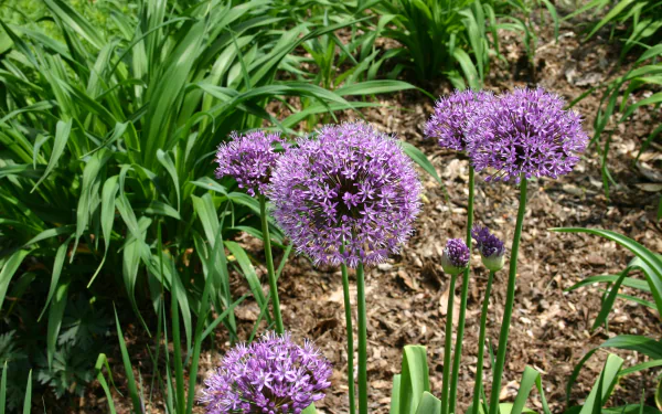 pink flower nature flower allium HD Desktop Wallpaper | Background Image