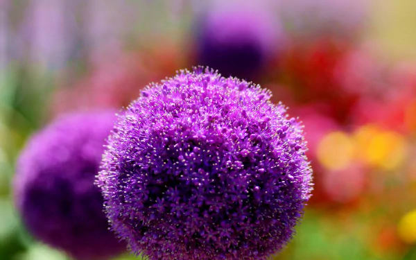 pink flower blur macro nature flower allium HD Desktop Wallpaper | Background Image