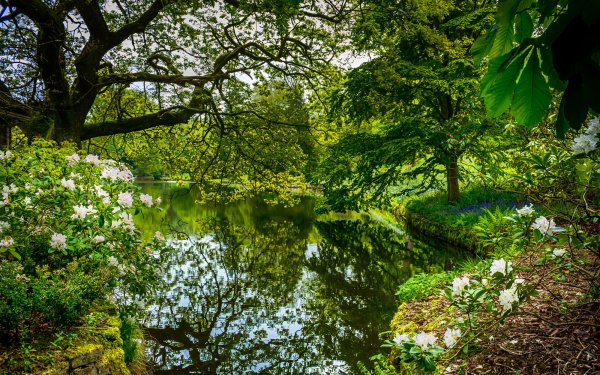 Photography Park Spring Green Flower Tree Reflection HD Wallpaper | Background Image