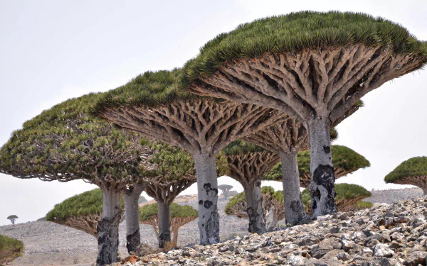 HD desktop wallpaper of unique Dracaena trees with thick stone-like trunks growing in a desert landscape under a clear sky.