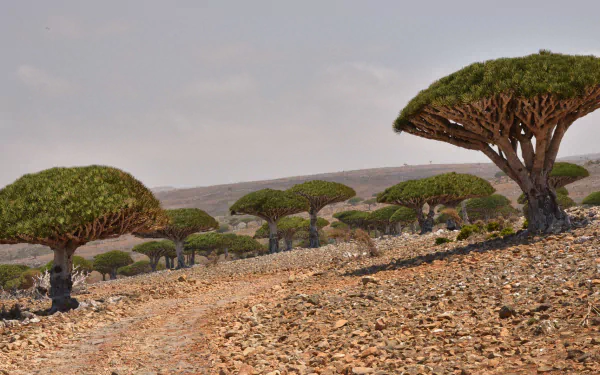 HD PC desktop wallpaper: desert nature scene of umbrella-shaped Dracaena trees (dragon blood) scattered across a rocky, sunlit plain under a pale sky.