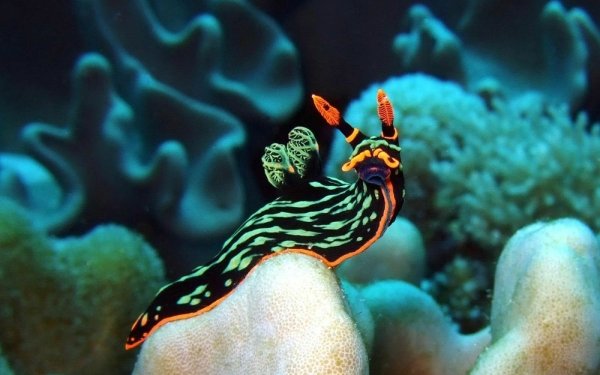 Animal Sea Slug Nudibranch HD Wallpaper | Background Image
