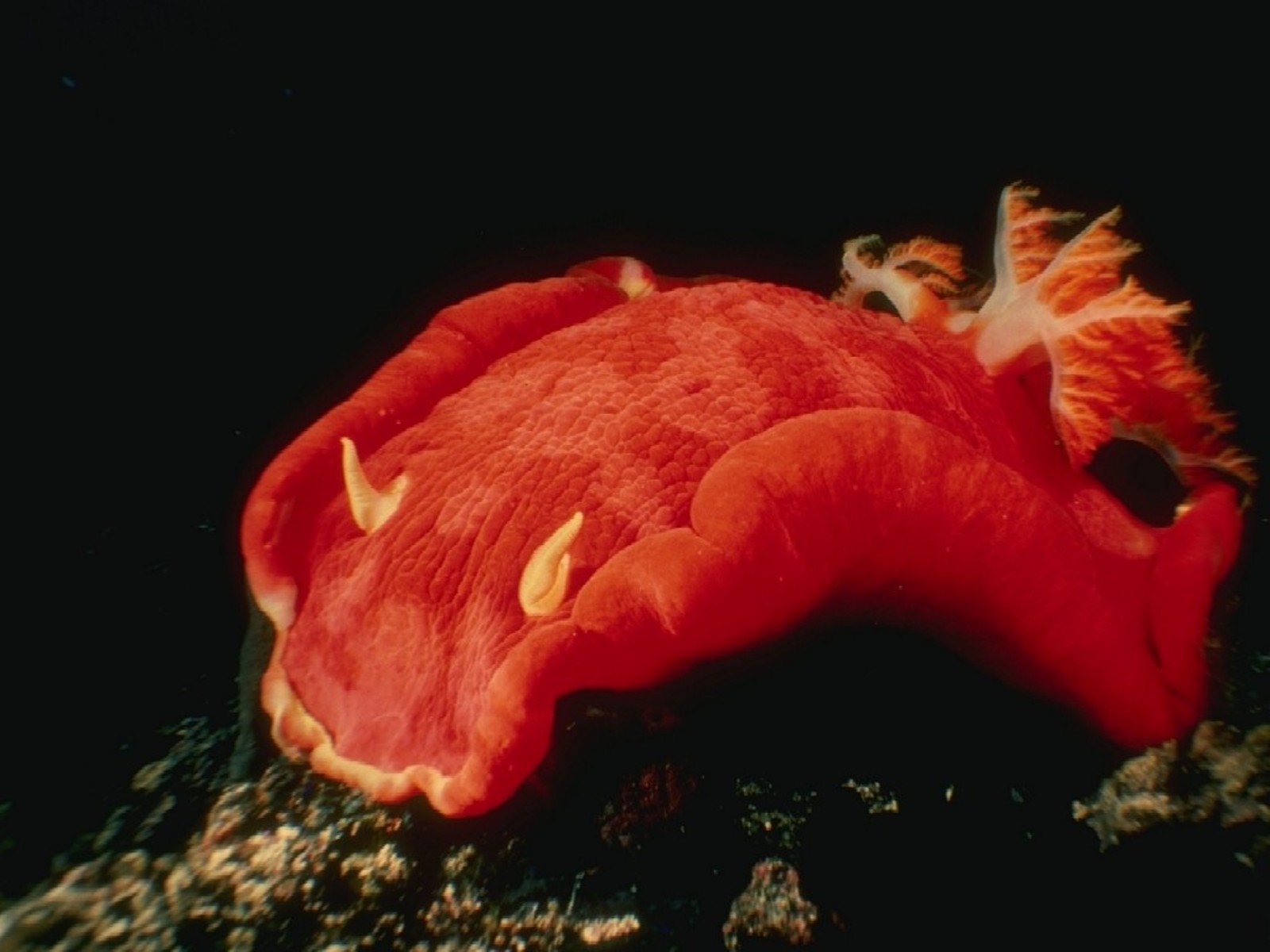 spanish-dancer-hexabranchus-sanguineus-is-a-dorid-nudibranch-sea-slug