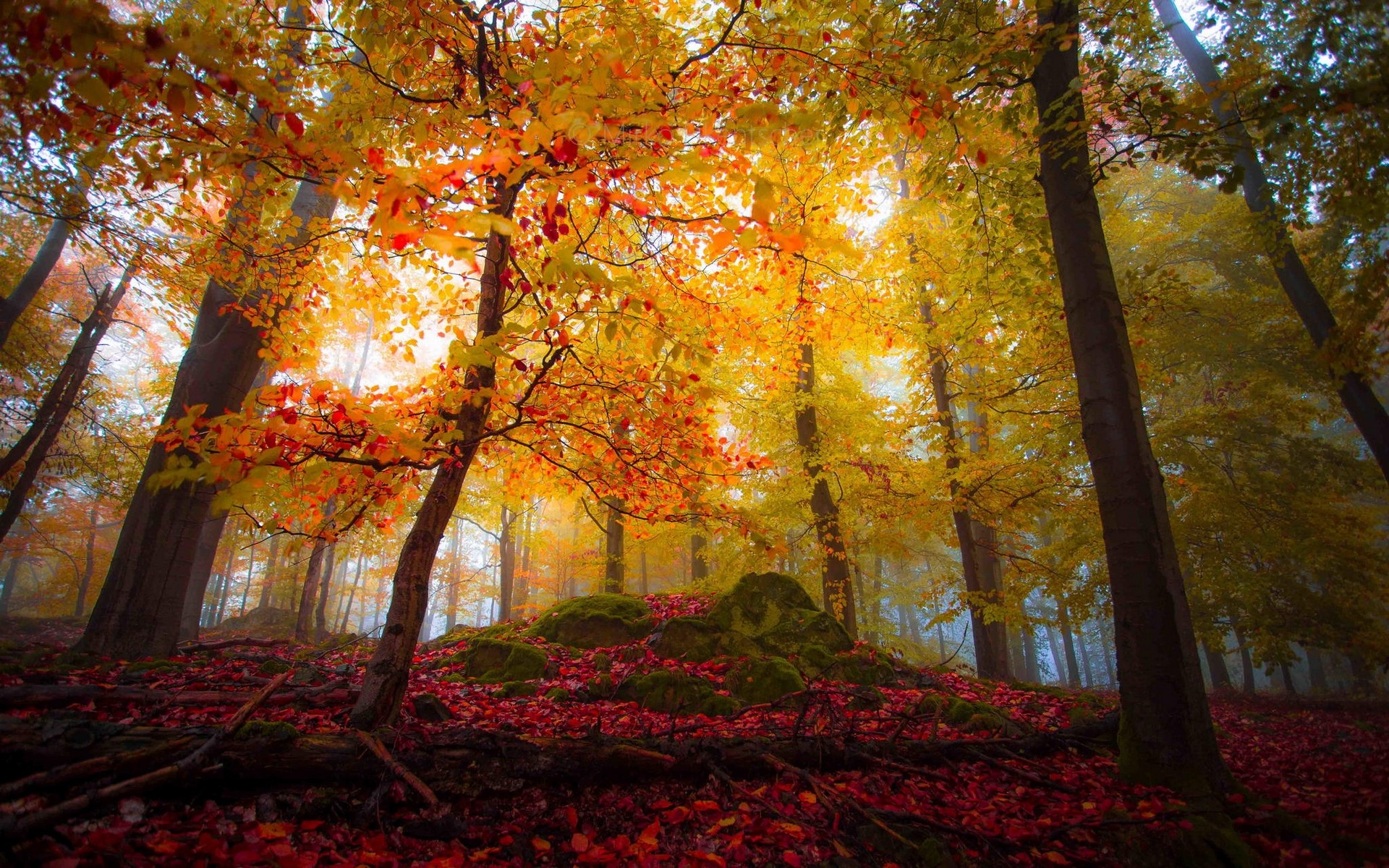 Autumn Forest HD Wallpaper | Background Image | 1920x1200
