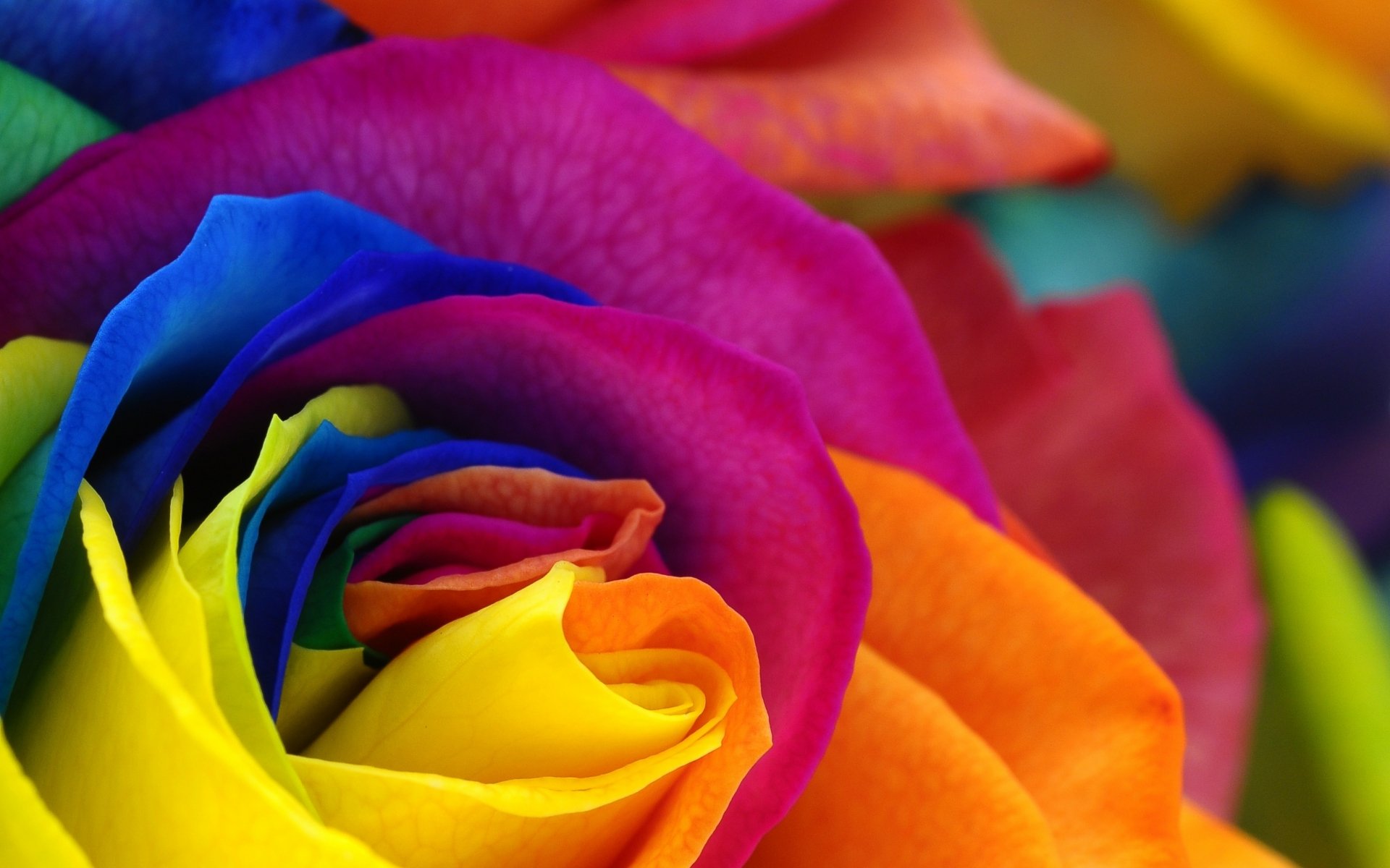 Rainbow Rose