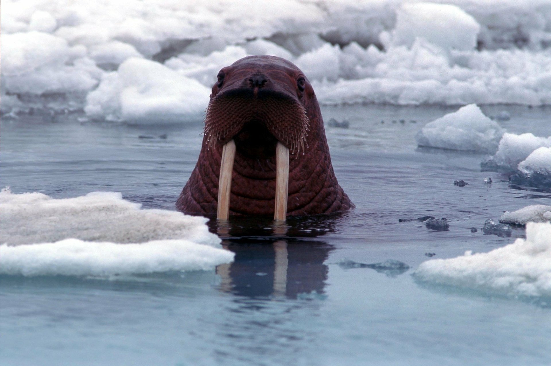 HD PC desktop wallpaper and background: close-up of a walrus (animal) surfacing through icy Arctic water, long tusks and whiskered face framed by floating ice floes.