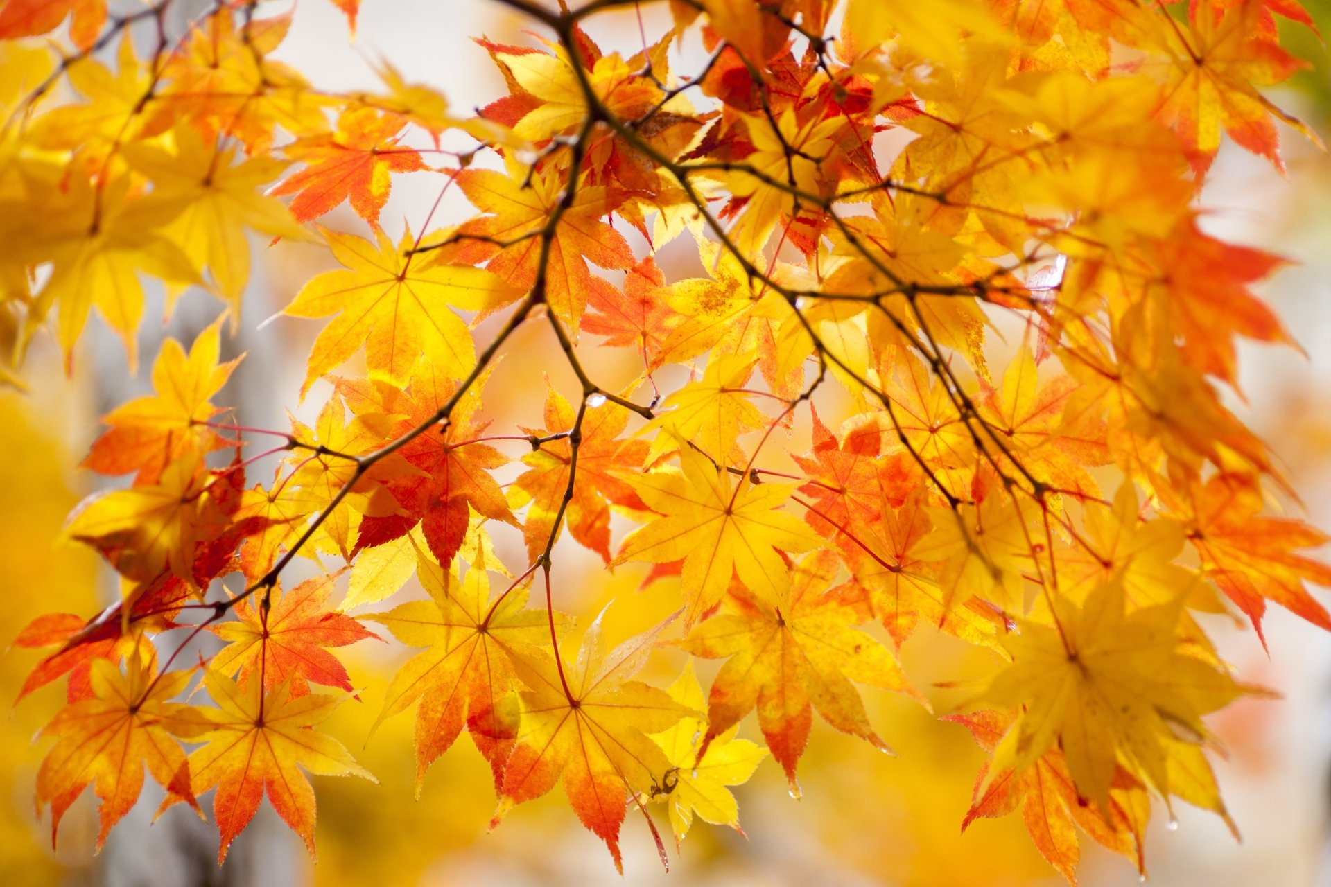 Autumn Leaves 5k Retina Ultra HD Wallpaper | Background Image