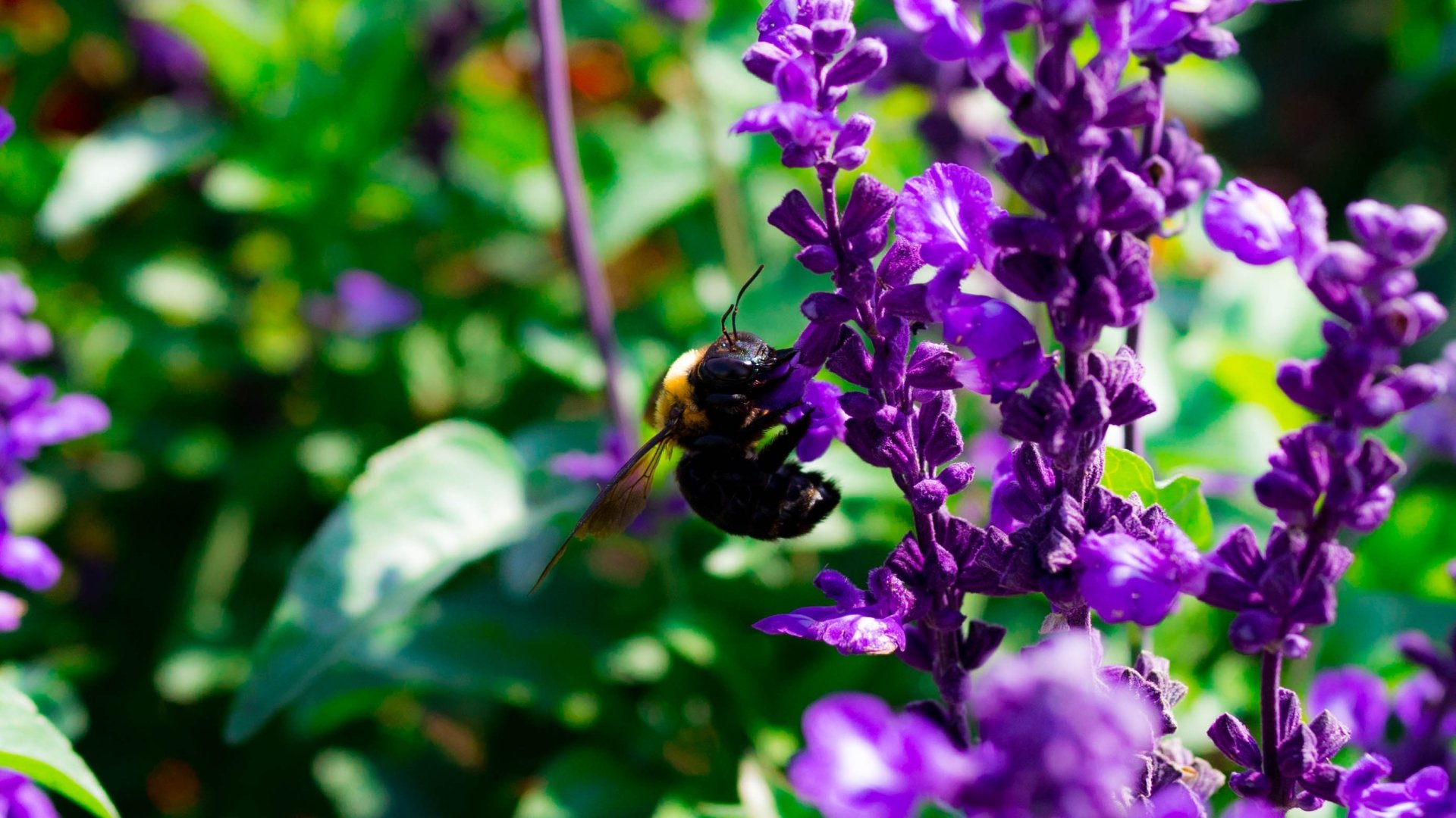 Download Pollination Flower Animal Bee HD Wallpaper