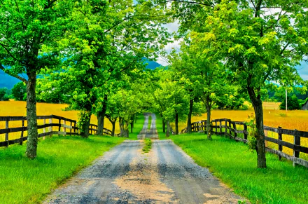 A tree-lined path in spring, bordered by a wooden fence, leads through lush greenery, creating a serene and inviting landscape for a refreshing escape.
