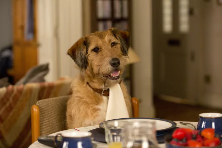 dog movie Absolutely Anything HD Desktop Wallpaper | Background Image