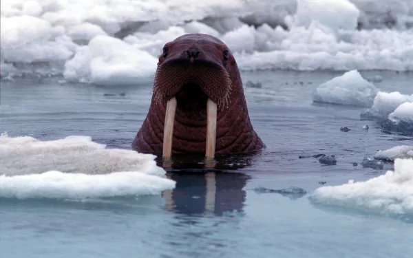 HD PC desktop wallpaper and background: close-up of a walrus (animal) surfacing through icy Arctic water, long tusks and whiskered face framed by floating ice floes.