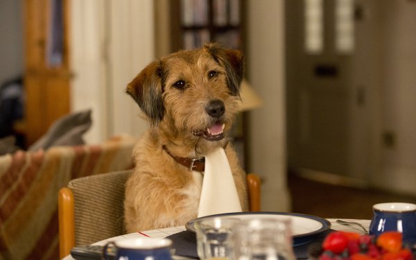 Movie Absolutely Anything Dog HD Wallpaper | Background Image