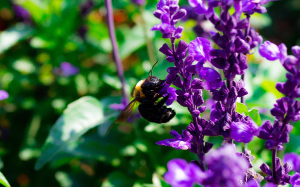 pollination flower Animal bee HD Desktop Wallpaper | Background Image