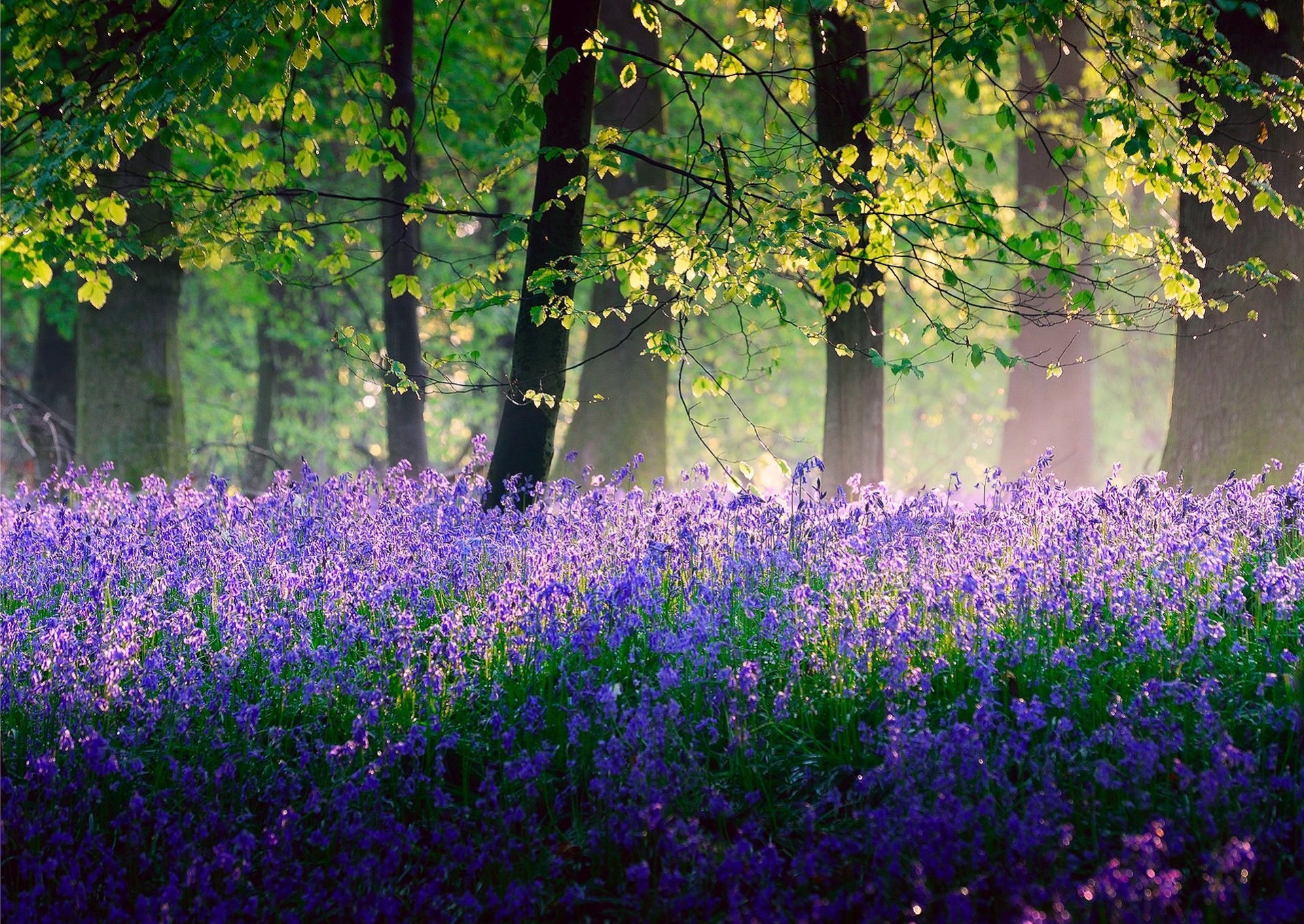 Download Purple Flower Tree Flower Spring Nature Forest HD Wallpaper