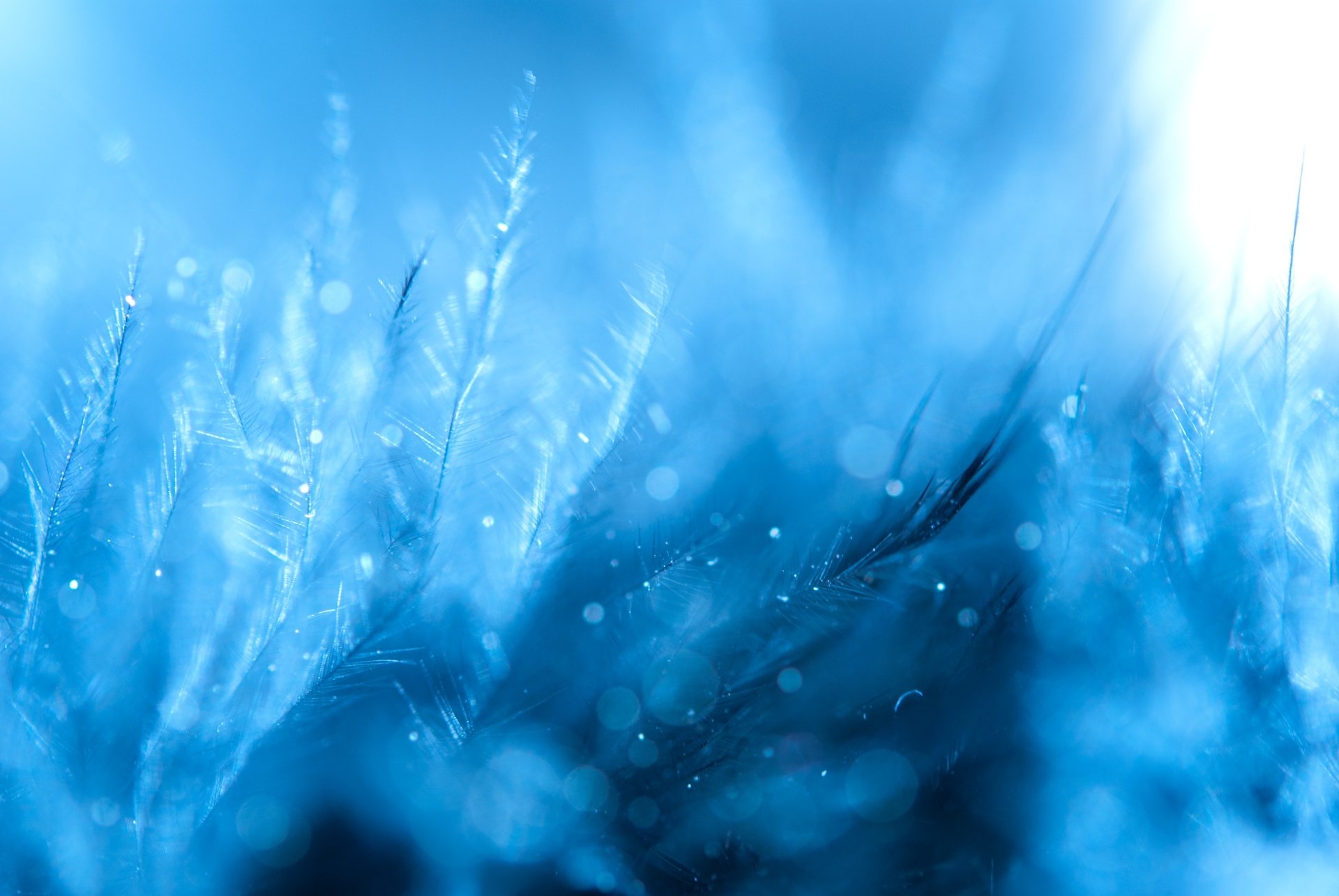 Close-up 4K Ultra HD photography of delicate blue feathers with soft lighting, creating a serene and detailed desktop wallpaper background.