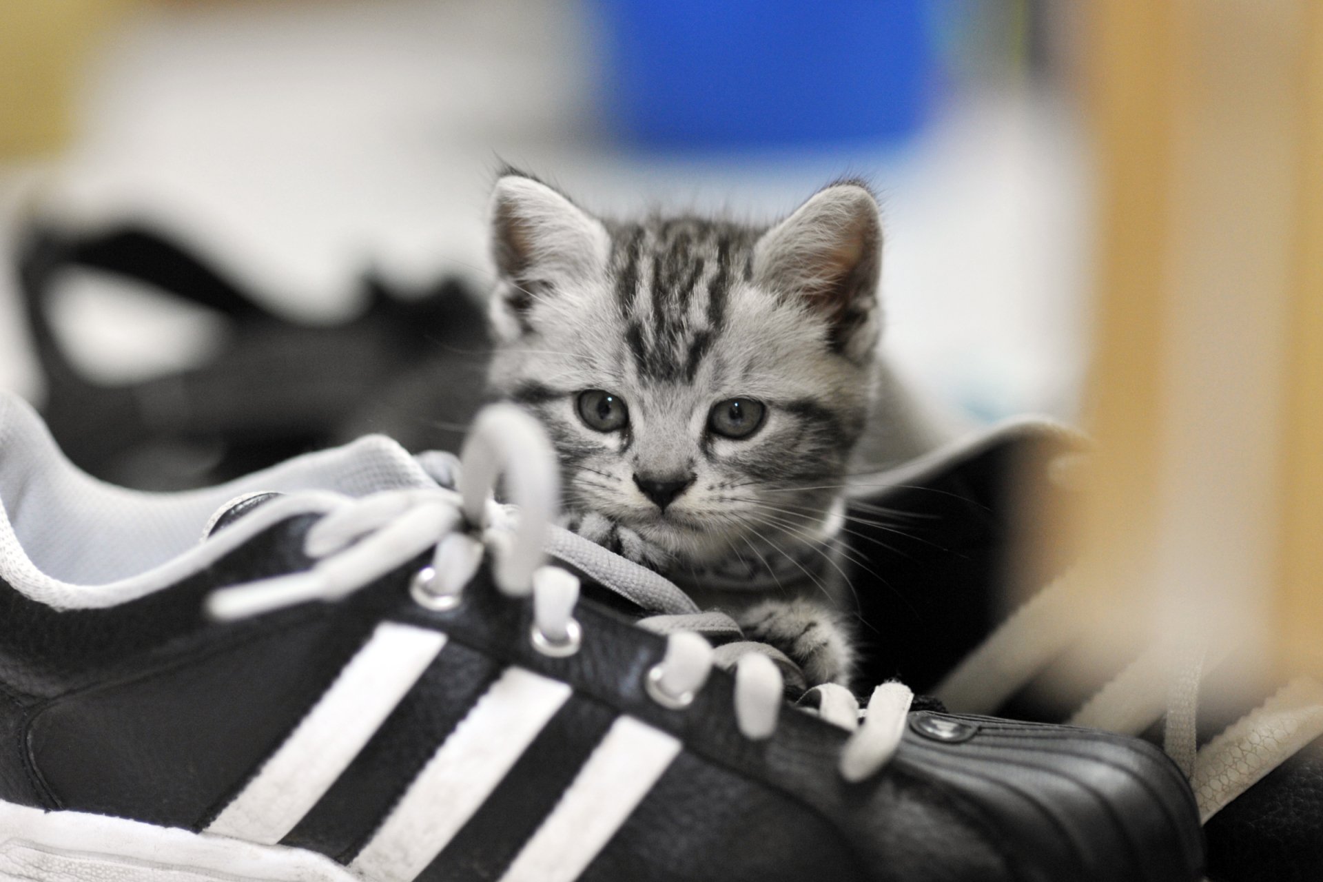 A gray kitten peeks out from behind a pair of black and white sneakers, creating a charming HD desktop wallpaper featuring a cute animal and cat theme.