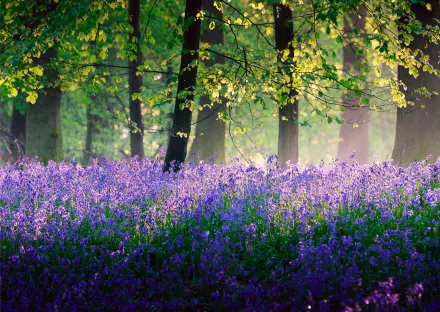 A vibrant spring forest scene featuring tall trees and a dense carpet of purple flowers, captured in high-definition for a stunning PC desktop wallpaper.