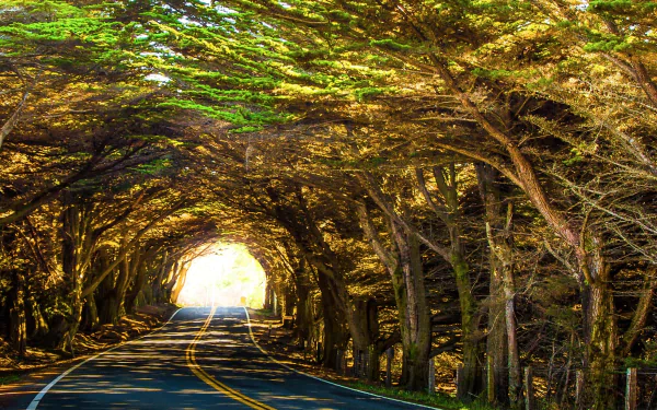  Road with Tree Canopy