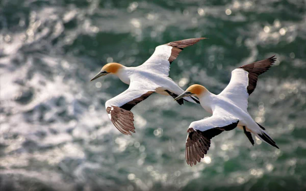Two northern gannets in flight over the ocean, captured with a bokeh effect, creating a serene and dynamic HD PC desktop wallpaper image.