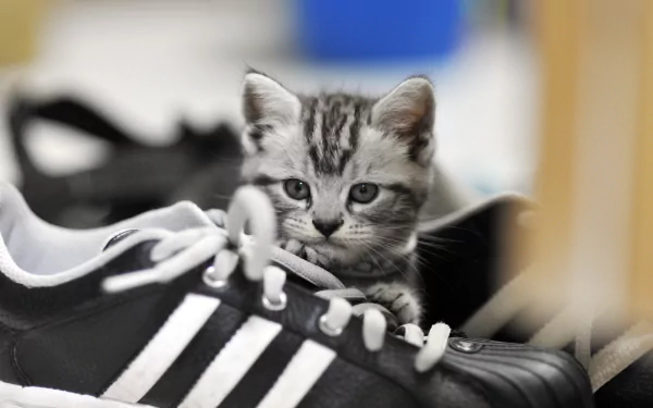 A gray kitten peeks out from behind a pair of black and white sneakers, creating a charming HD desktop wallpaper featuring a cute animal and cat theme.