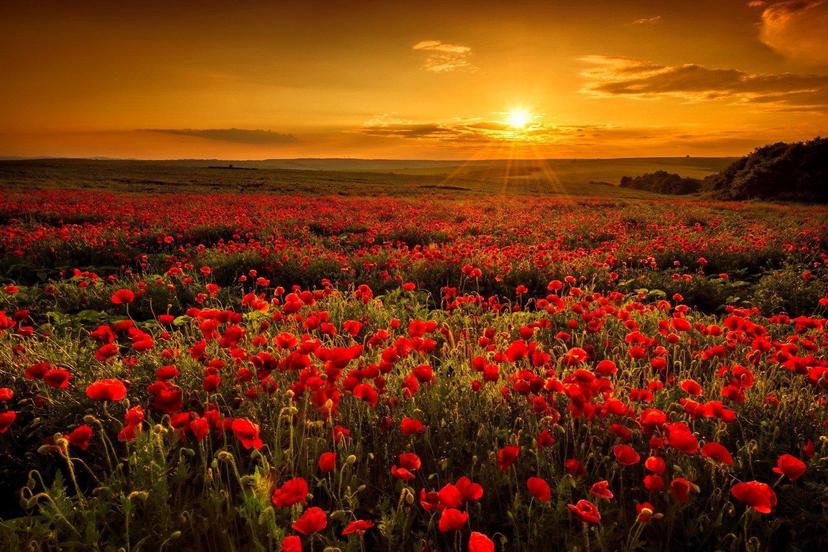 Poppy Field Wallpaper